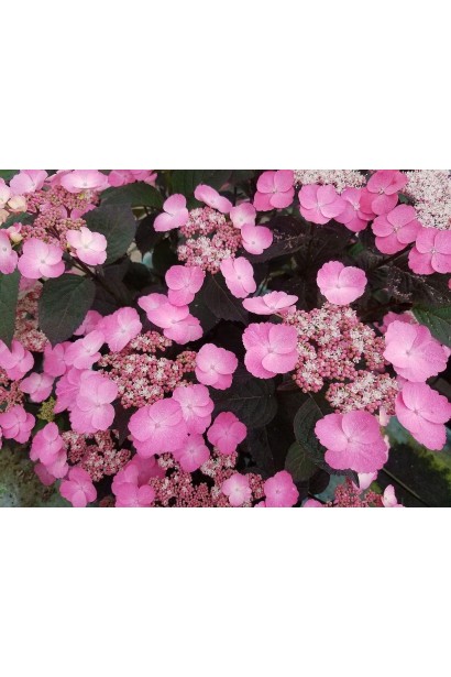 Рясне суцвіття гортензії з дрібними рожевими квітами. 